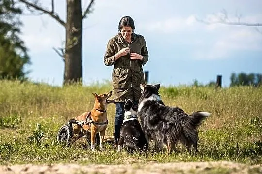 TOFFIK - uśmiechnięty pychol psi rozpogodzi Twoje dni!, Śląskie, Gliwice