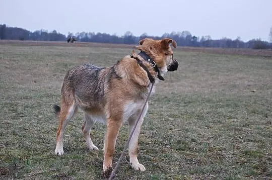 Młoda, inteligentna Brenda, przyjazna suczka do ad