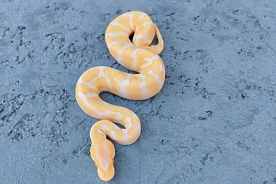 Albino Enchi Samiczka Pyton Królewski
