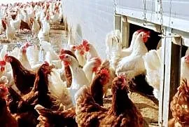 Kury nioski Leghorn