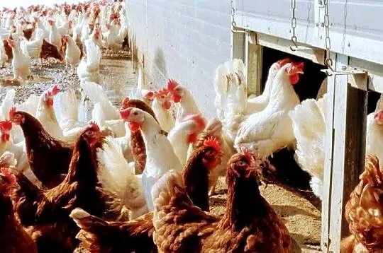 Kury nioski Leghorn