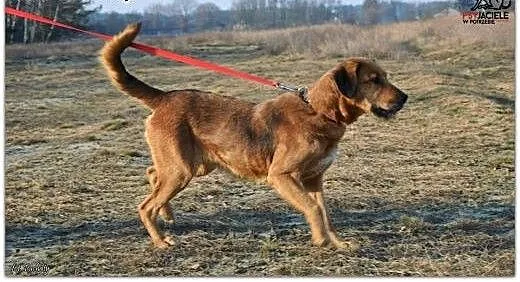 LEJLA energiczna, śliczna do adopcji, śląskie Kat