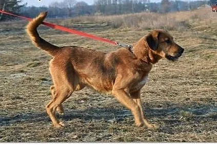 LEJLA energiczna, śliczna do adopcji, śląskie Katowice