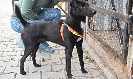 Spójrz na niego. Pozwolisz mu jechać do schroniska