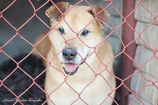 Alex – duży, przyjazny psiaczek do adopcji,  Kundelki cała Polska