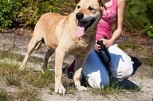 Alex – duży, przyjazny psiaczek do adopc