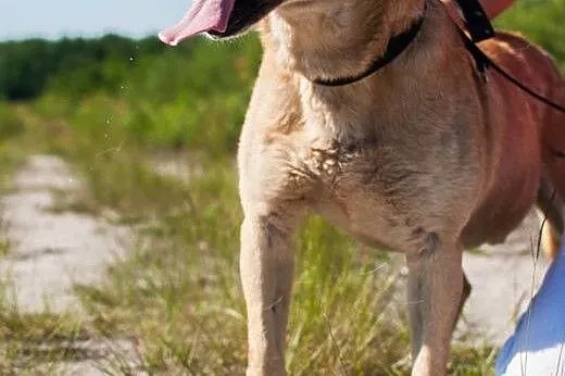 Alex – duży, przyjazny psiaczek do adopc