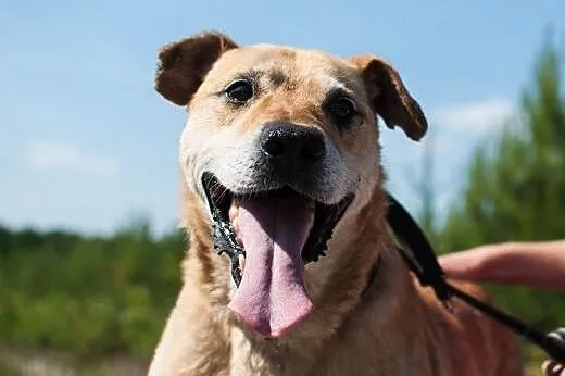 Alex – duży, przyjazny psiaczek do adopc
