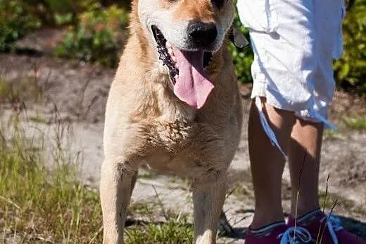 Alex – duży, przyjazny psiaczek do adopc