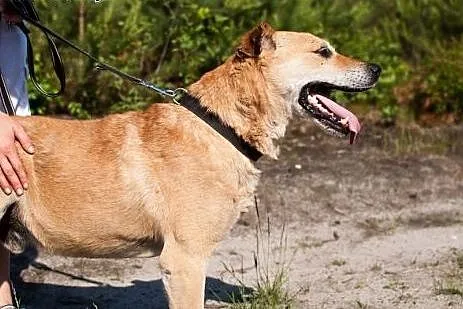 Alex – duży, przyjazny psiaczek do adopc