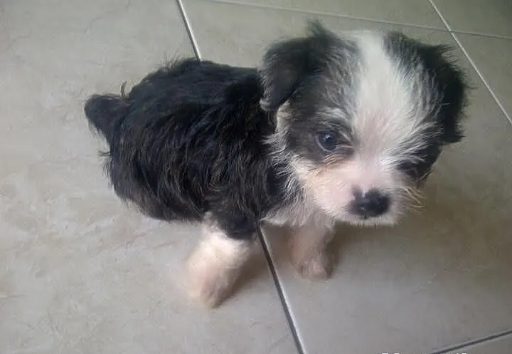 Shih tzu