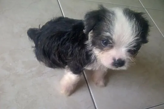 Shih tzu