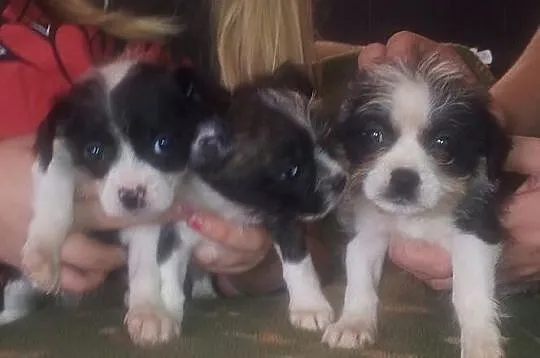 Shih tzu
