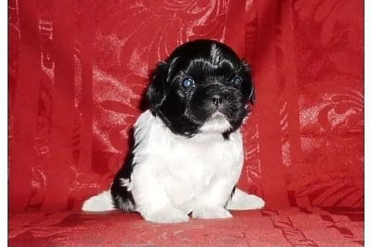 Shih tzu