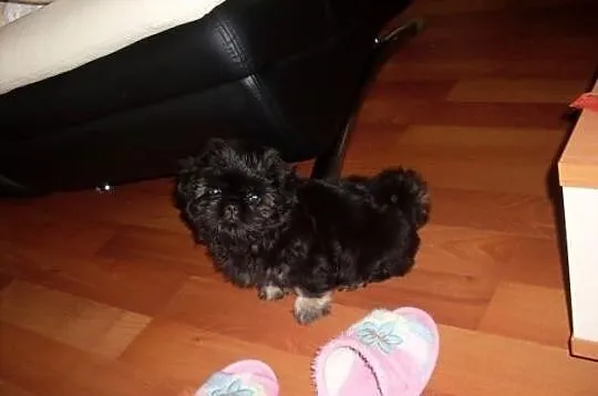 Shih tzu