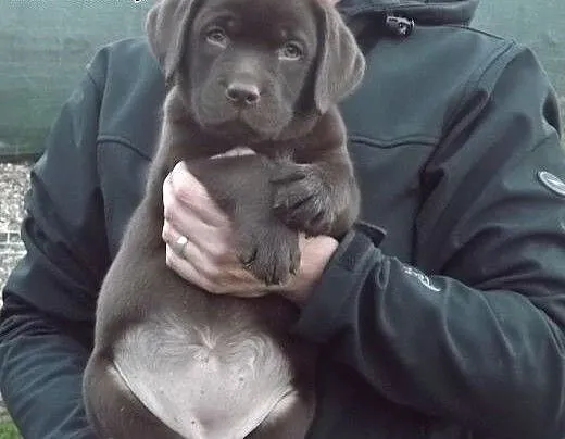Szczenięta Labrador Retriever czekoladowe, opolsk