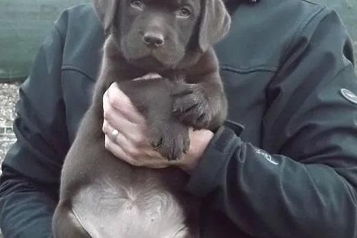 Szczenięta Labrador Retriever czekoladowe,  opolsk