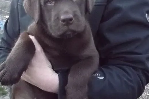 Szczenięta Labrador Retriever czekoladowe,  opolsk