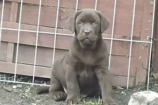 Szczenięta Labrador Retriever czekoladowe,  opolsk