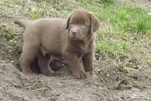 Szczenięta Labrador Retriever czekoladowe,  opolsk