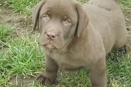 Szczenięta Labrador Retriever czekoladowe,  opolsk