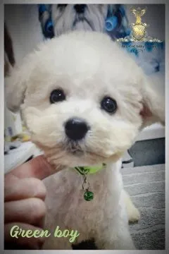 Bichon Frise Piękne zarejestrowane szczenięta na sprzedaż, Mazowieckie, Warszawa