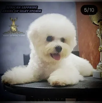 Bichon Frise Piękne zarejestrowane szczenięta na sprzedaż, Mazowieckie, Warszawa