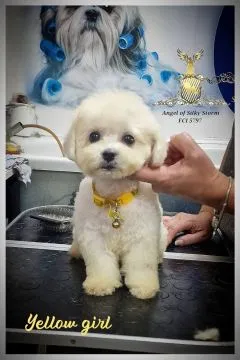 Bichon Frise Piękne zarejestrowane szczenięta na sprzedaż, Mazowieckie, Warszawa