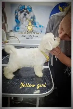 Bichon Frise Piękne zarejestrowane szczenięta na sprzedaż, Mazowieckie, Warszawa