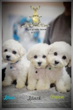 Bichon Frise Piękne zarejestrowane szczenięta na sprzedaż