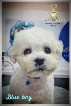 Bichon Frise Piękne zarejestrowane szczenięta na sprzedaż, Mazowieckie, Warszawa