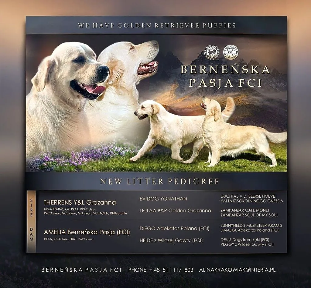 Golden Retriever FCI szczenieta, Małopolskie, Wieliczka
