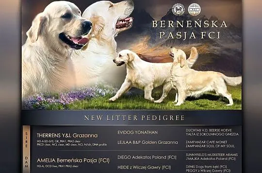 Golden Retriever FCI szczenieta, Małopolskie, Wieliczka
