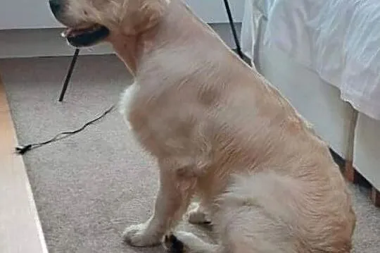 Golden Retriever FCI szczenieta, Małopolskie, Wieliczka