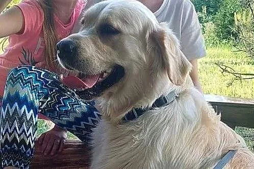 Golden Retriever FCI szczenieta, Małopolskie, Wieliczka
