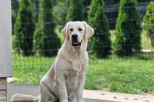 Golden Retriever FCI szczenieta, Małopolskie, Wieliczka