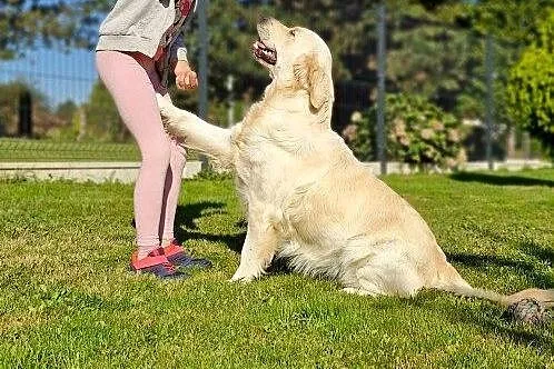 Golden Retriever FCI szczenieta, Małopolskie, Wieliczka