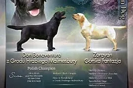 Labrador śliczne czarne szczenięta ZKwP/FCI, Chotów