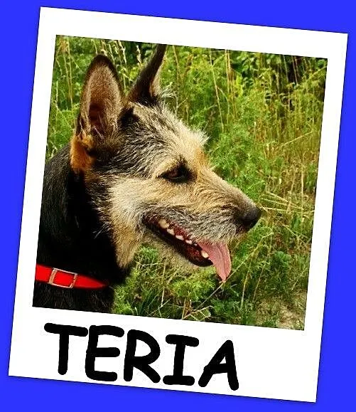 Terier mix, duża 25 kg suczka TERIA,spokojna,grzec