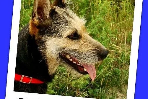 Terier mix, duża 25 kg suczka TERIA,spokojna,grzec