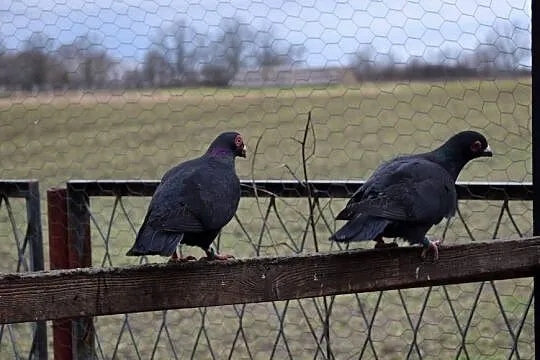 INDIANY para wysyłam, Dolnośląskie, Głogów