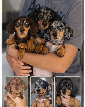 Szczenięta rasy mini dashound dostępne do adopcji. Aktualizacje można uzyskać mailowo pod adresem {{