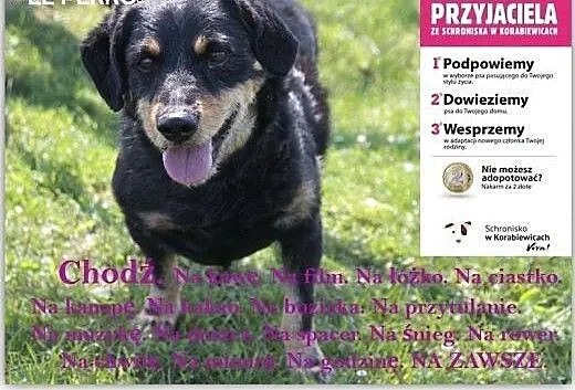 ADOPTUJ PRZYJACIELA!, mazowieckie Warszawa