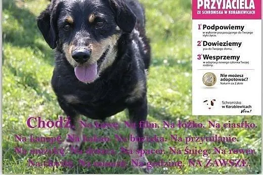 ADOPTUJ PRZYJACIELA!,  mazowieckie Warszawa