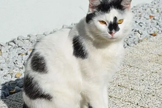 Pogodny Łatek szuka domu