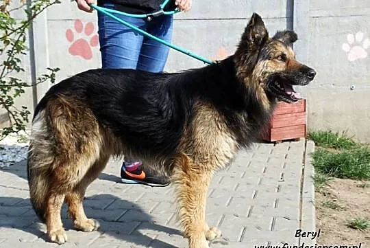 Beryl - kudłaty pan, Mazowieckie, Nowy Dwór Mazowiecki