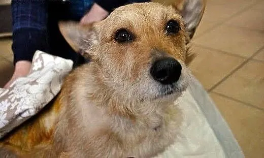 Januszek a'la norwich terier do adopcji, dolnoślą
