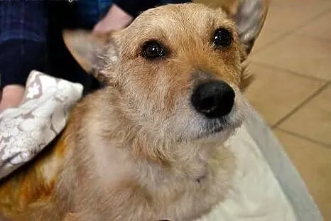 Januszek a'la norwich terier do adopcji,  dolnoślą