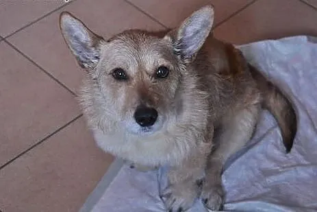 Januszek a'la norwich terier do adopcji,  dolnoślą