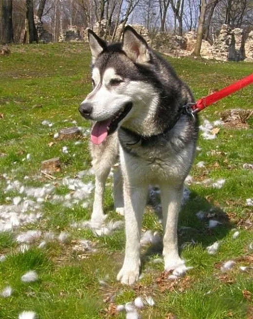 Czaki - psiak w typie husky do adopcji, pomorskie